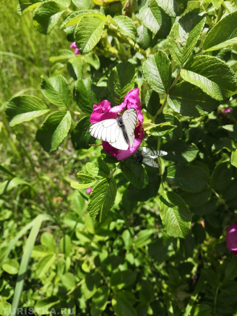 Шиповник майский
