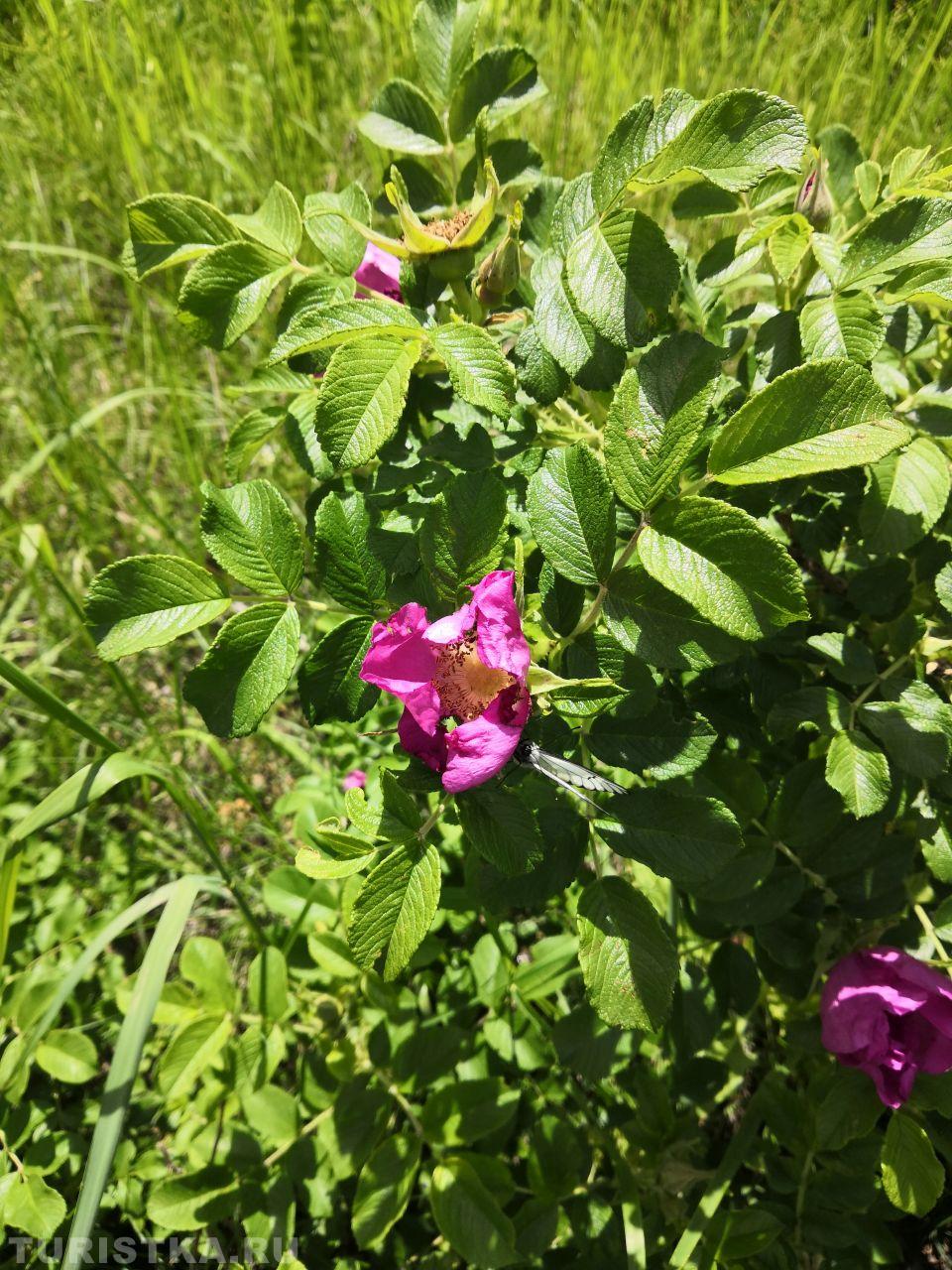 Шиповник майский