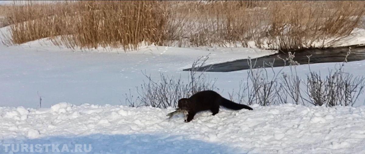 "Хотела угостить вас щучкой-да не удержалась:откусила половину!, март 2026, Алтайский край, Советский район