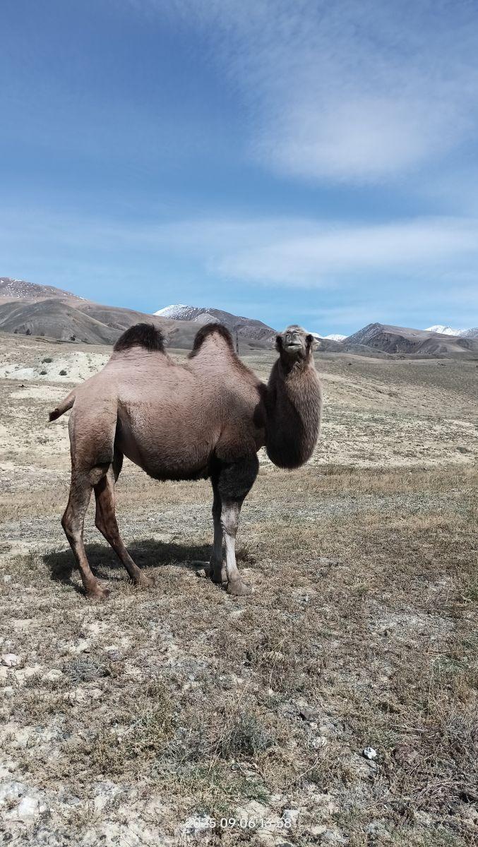 Алтай. Кош-Агачский район