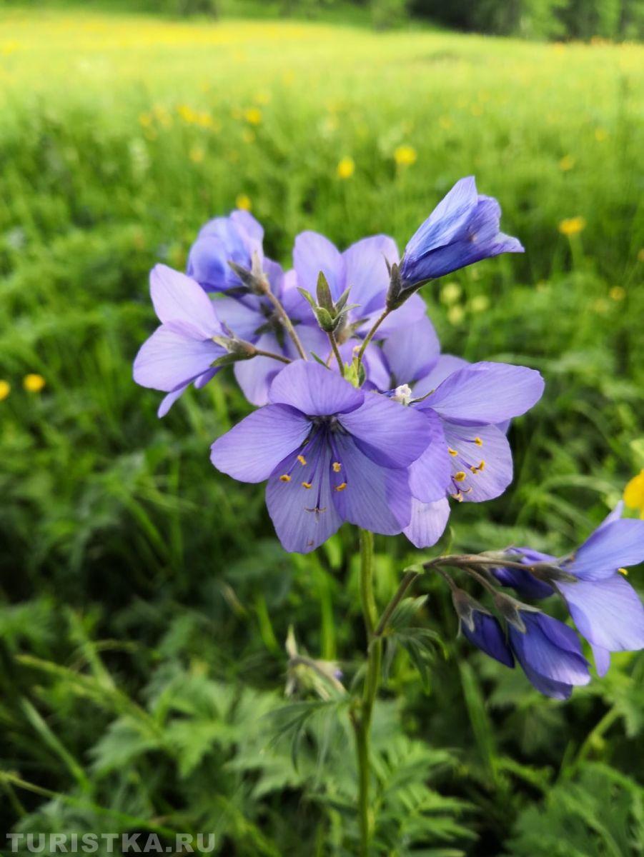 Синюха голубая на Алтае
