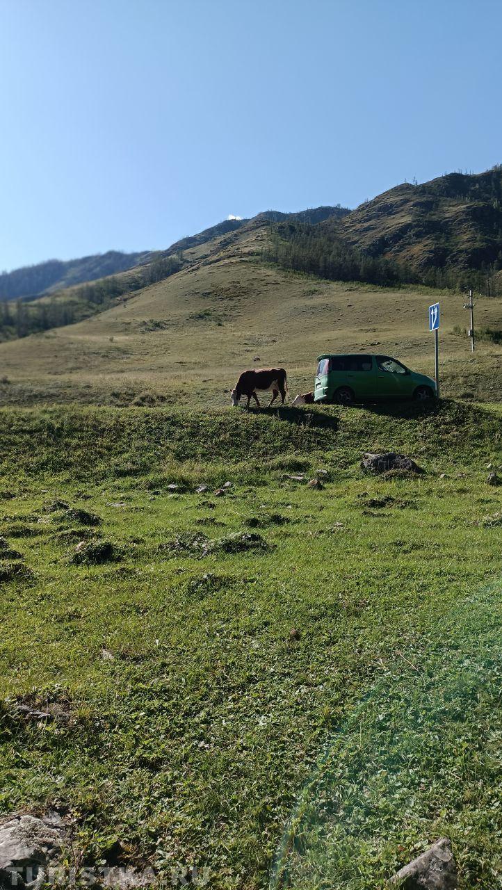 "...Так, делай вид, что трава вкуснее здесь!  План такой, ты- в багажник, я- за руль, и на дискотекуууууу!"...