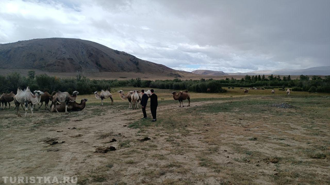 "...- Вы из какого общества, ребята? - "Трудовые резервы" - А что, "Динамо" бежит? -Все бегут!"....