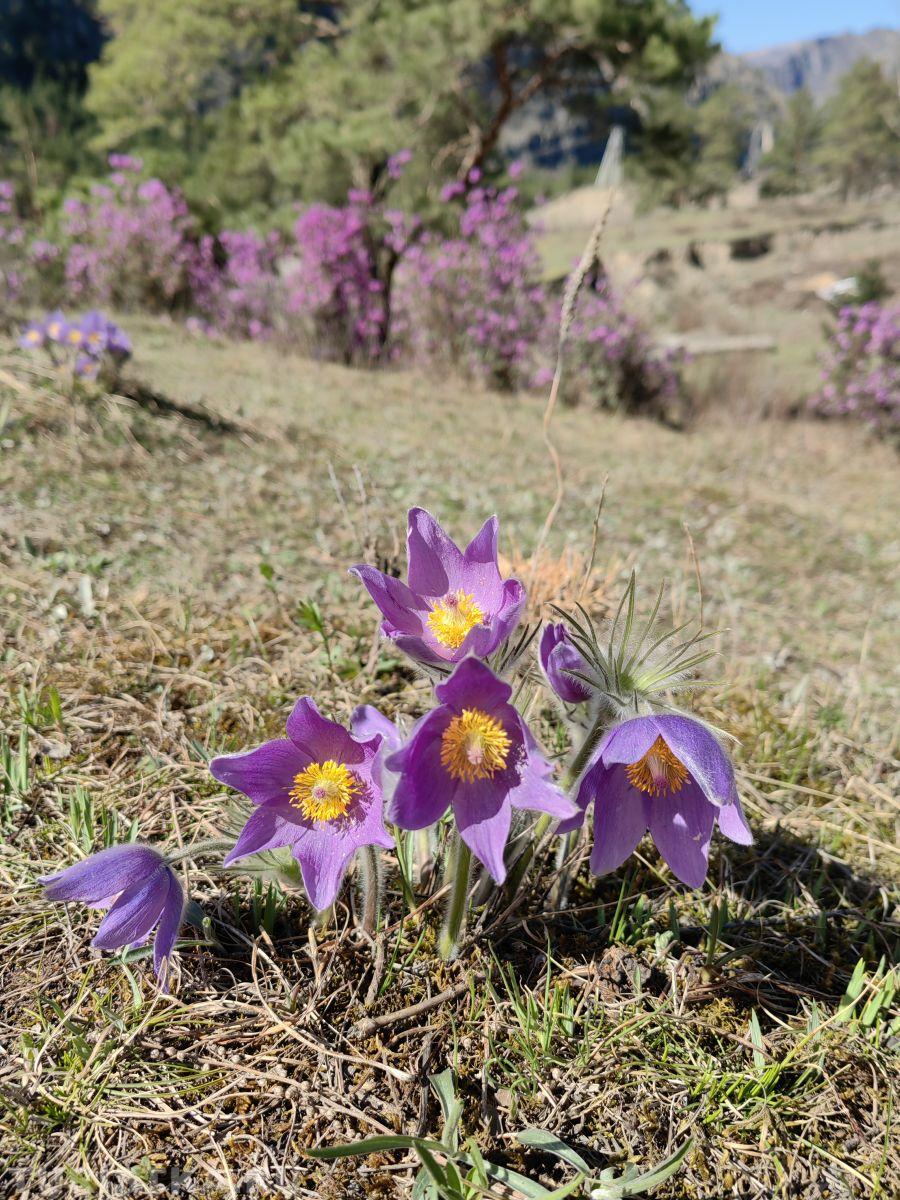 Прострел (Сон-трава) на Алтае