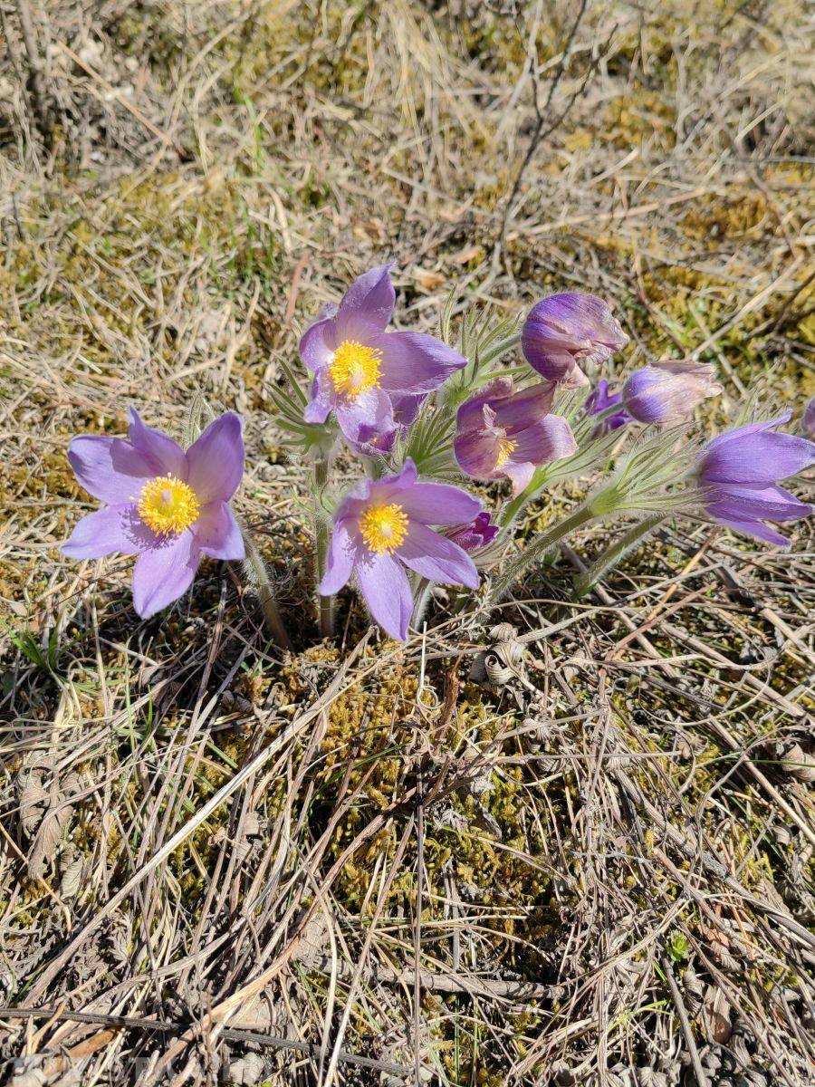 Прострел (Сон-трава) на Алтае