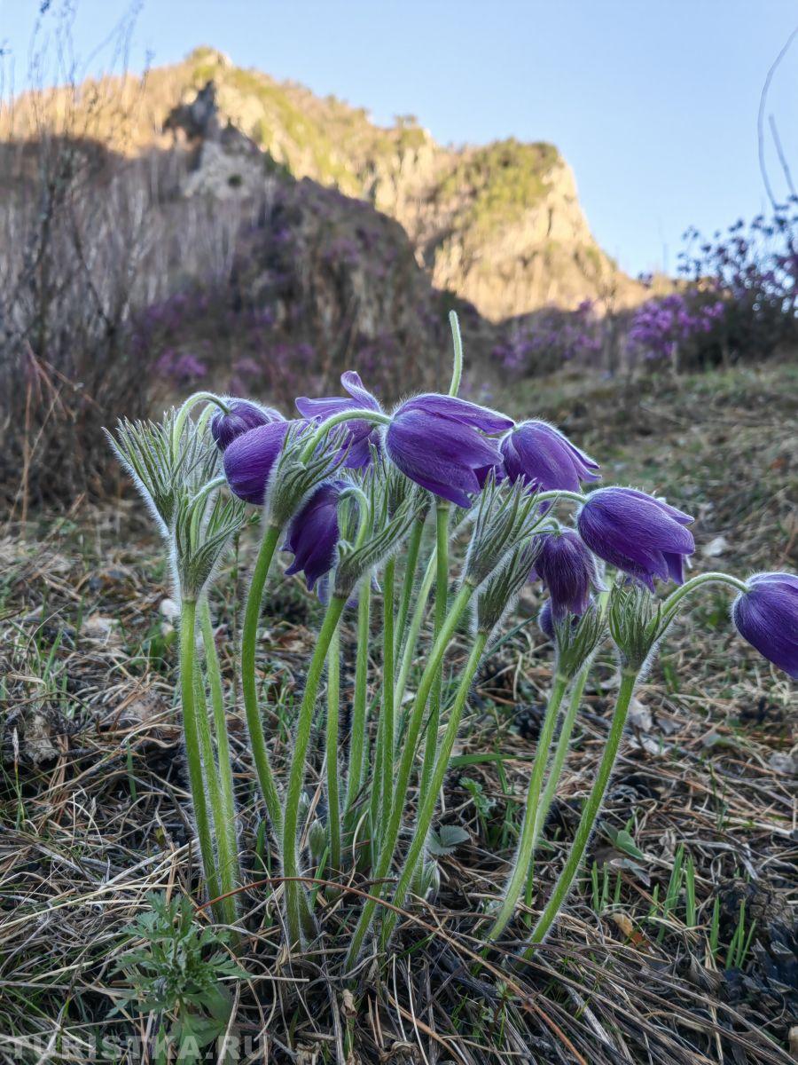 Прострел (Сон-трава) на Алтае
