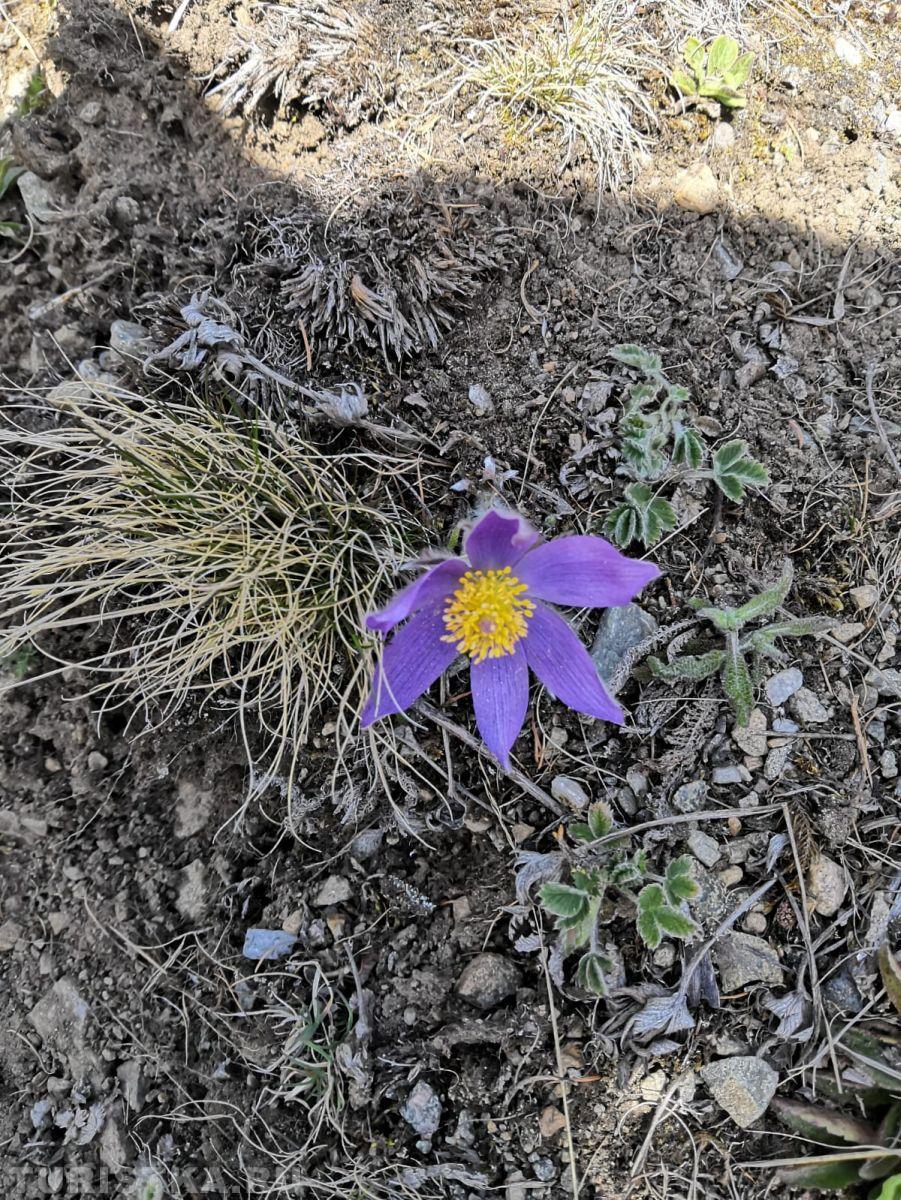 Прострел (Сон-трава) на Алтае