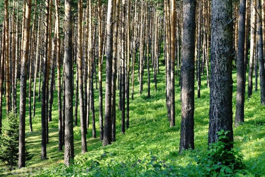 Тропа терренкур в Белокурихе
