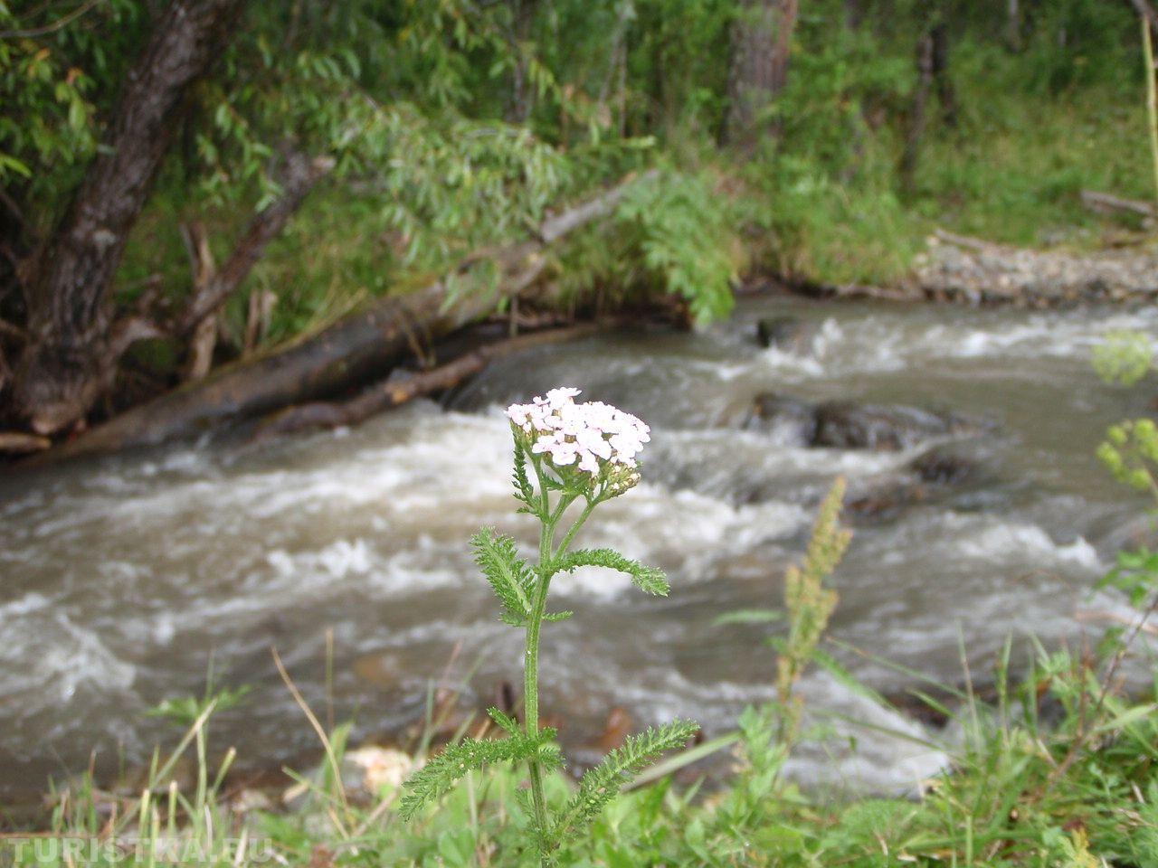 Тысячелистник на Алтае
