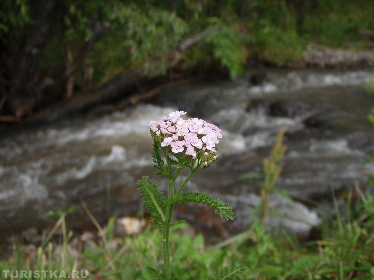 Тысячелистник на Алтае