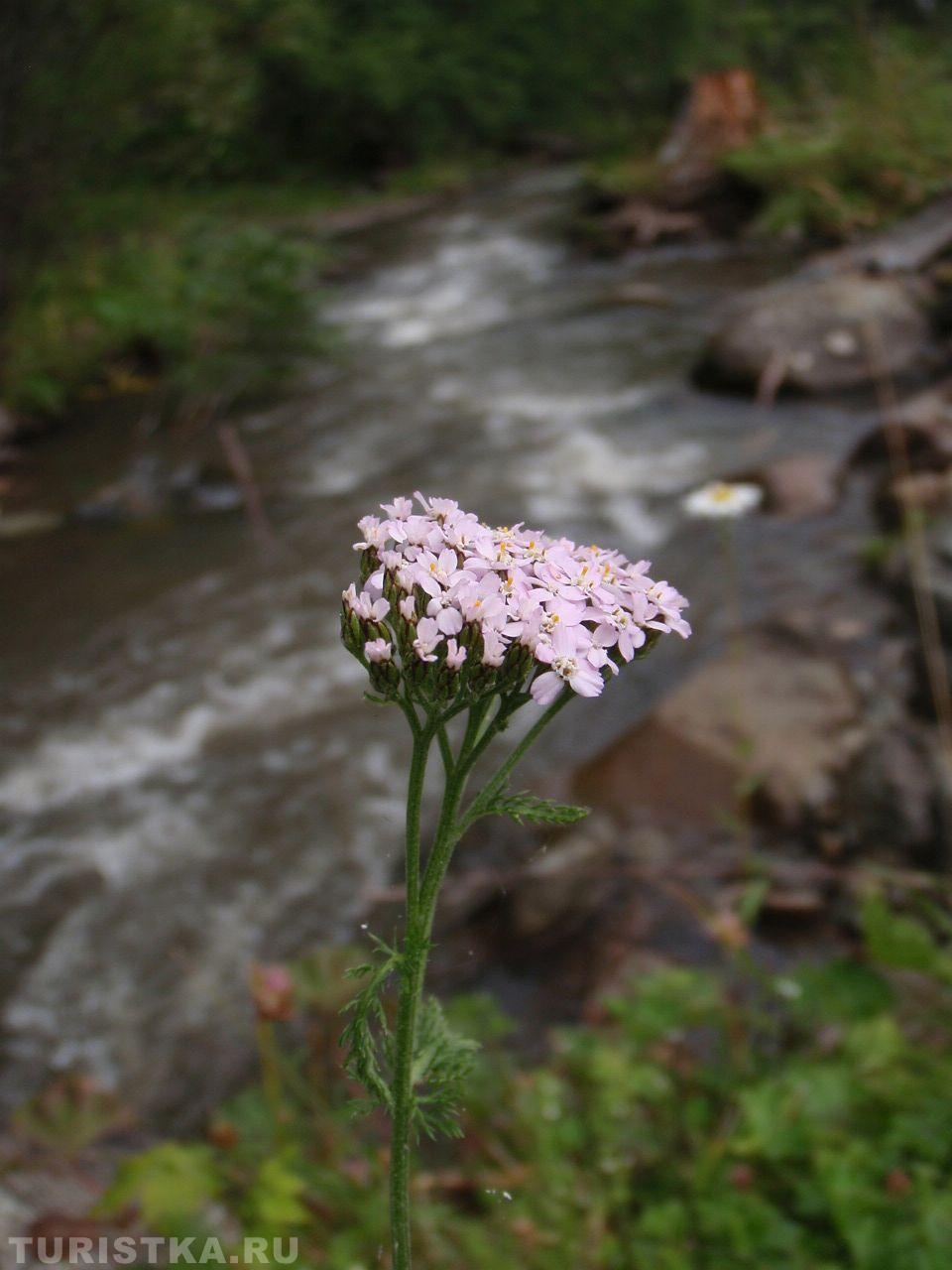Тысячелистник на Алтае