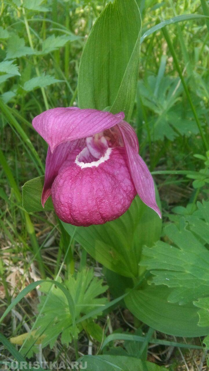 Башмачок крупноцветковый на Алтае