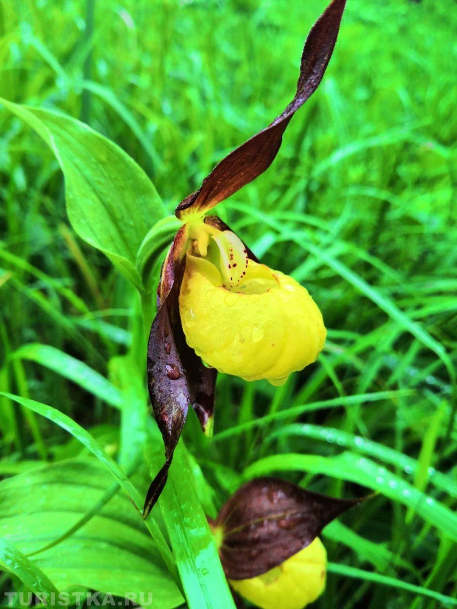 Башмачок обыкновенный на Алтае