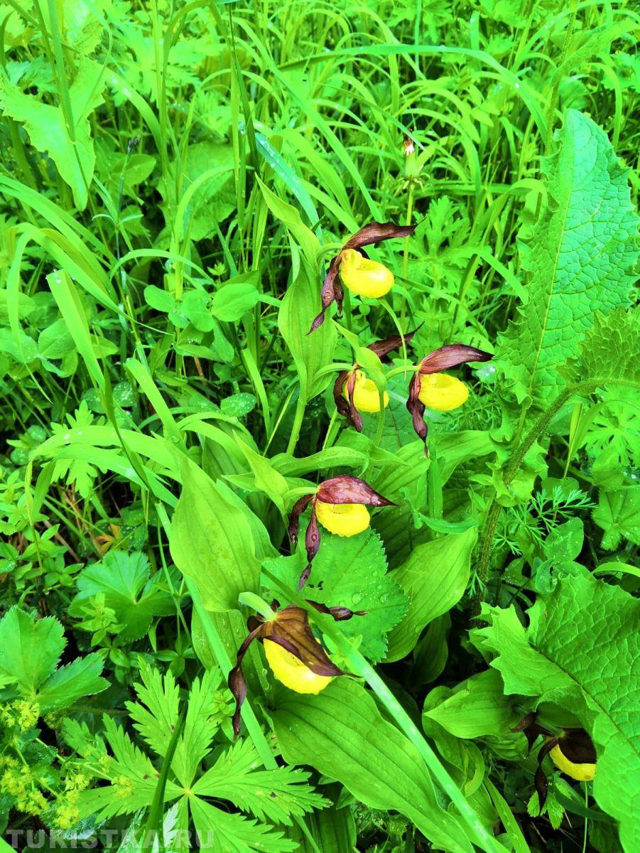 Башмачок обыкновенный на Алтае