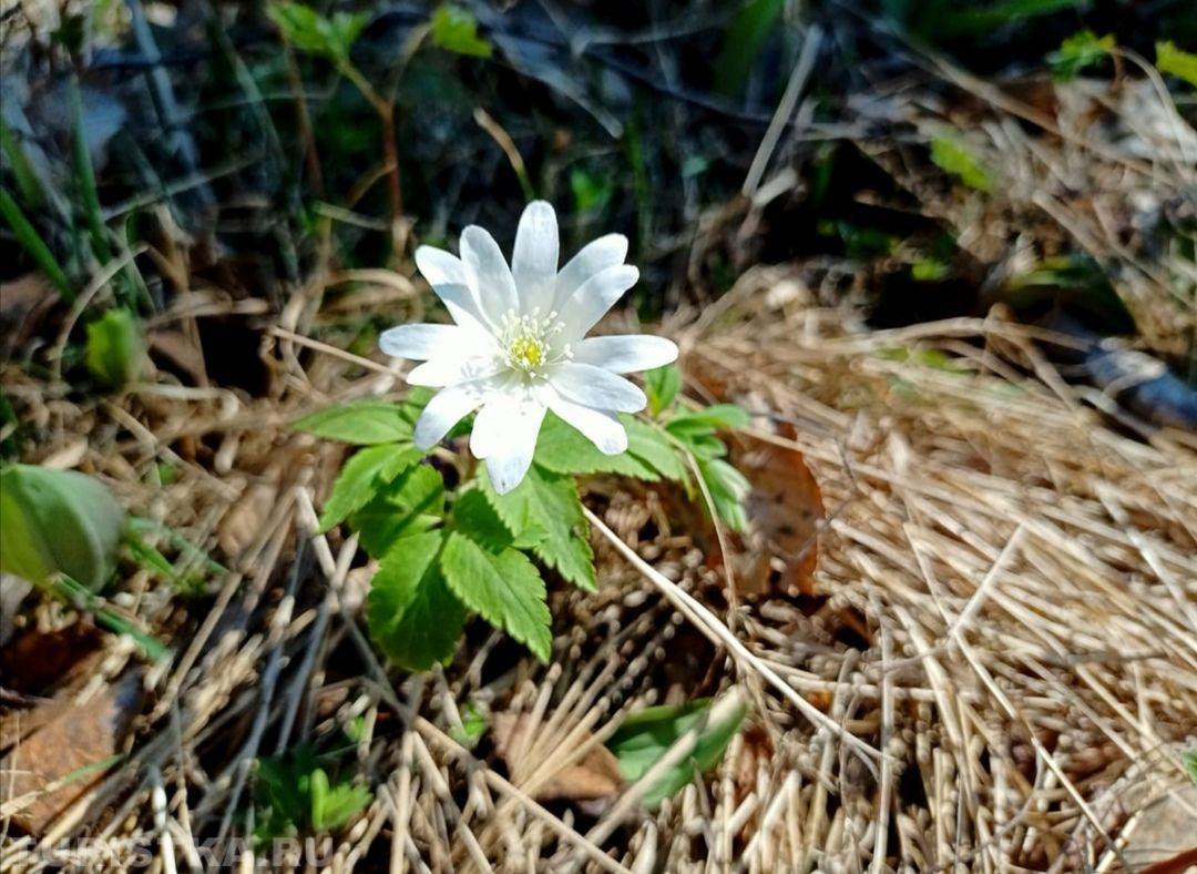 Ветренница алтайская
