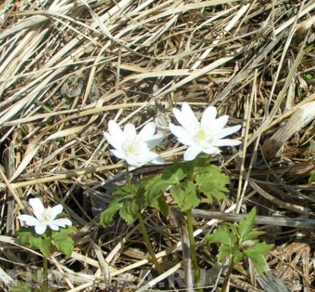 Ветреничка алтайская