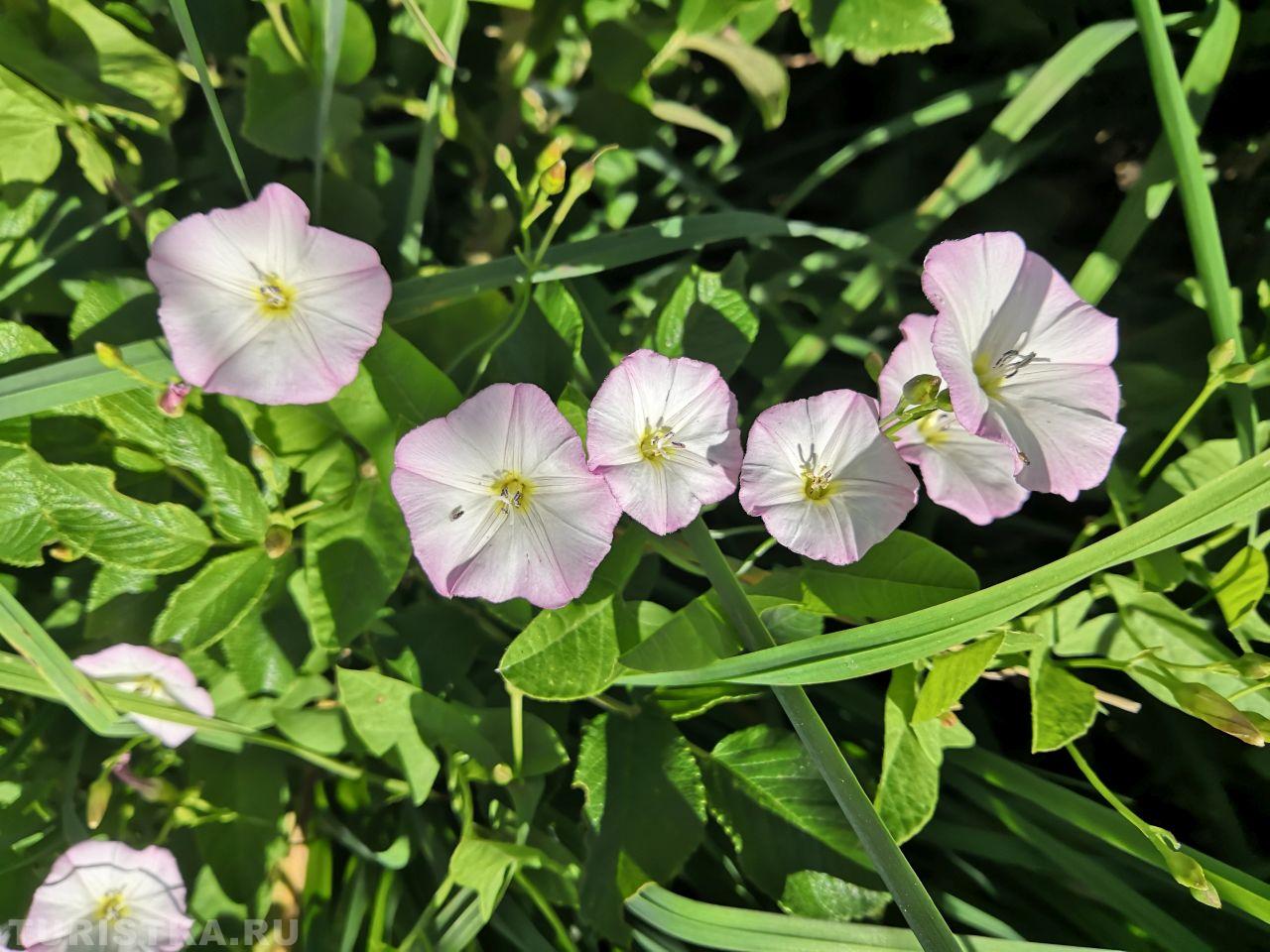 Вьюнок полевой