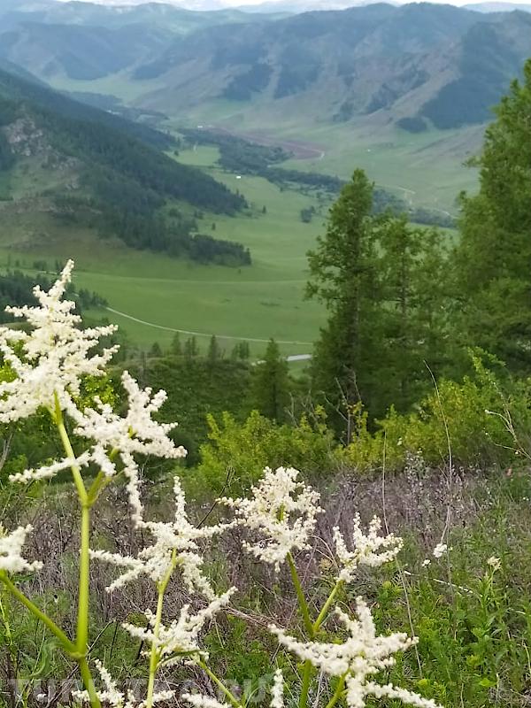 Цветет спирея на перевале Чике-Таман 