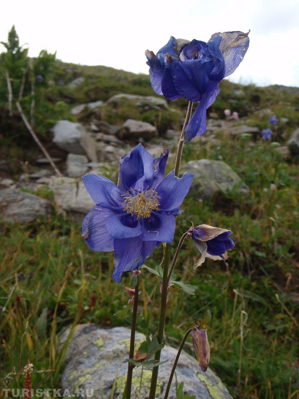 Водосбор обыкновенный на Алтае