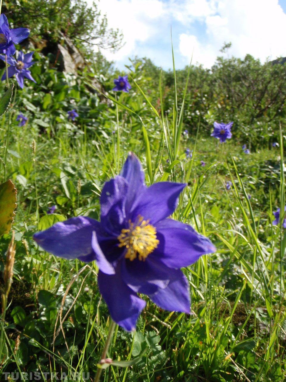Водосбор обыкновенный на Алтае