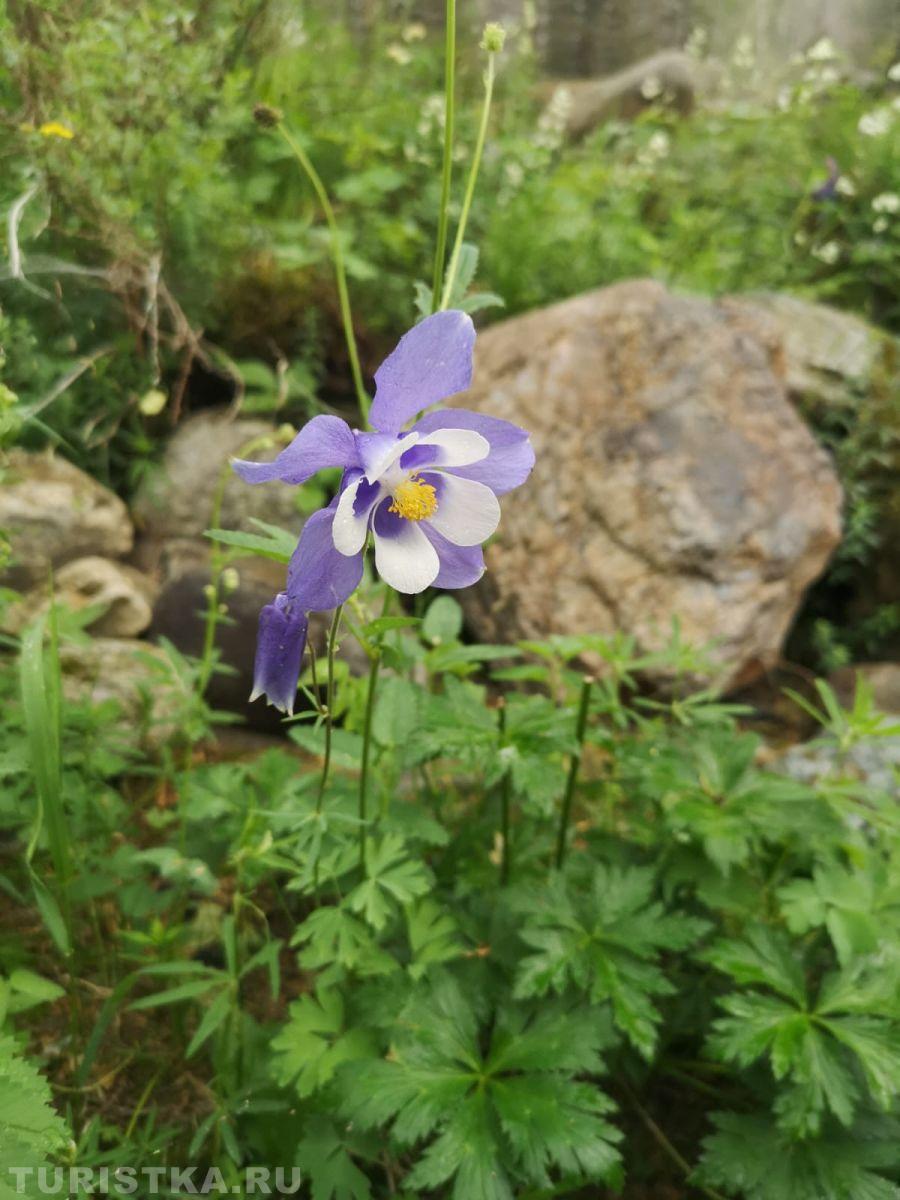 Аквилегия (Водосбор) на Алтае