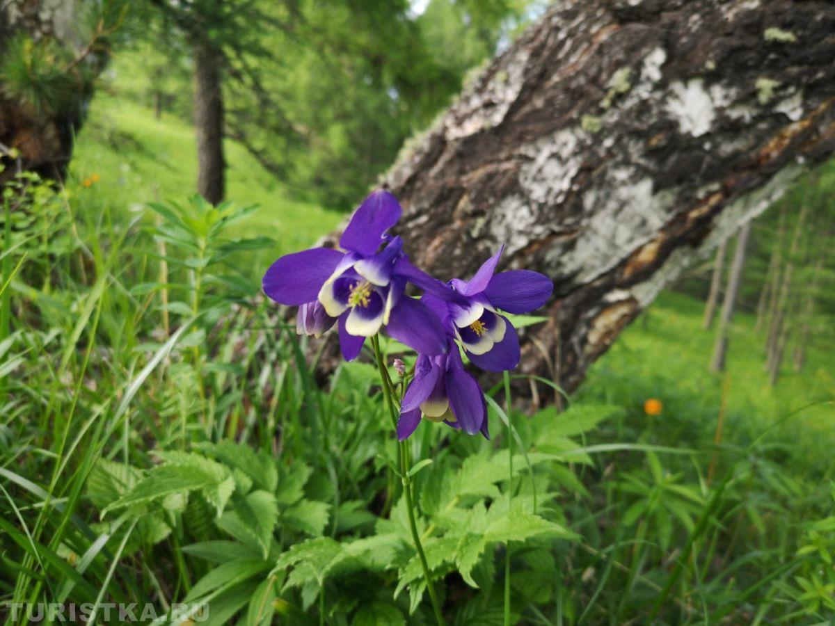 Аквилегия (Водосбор) на Алтае