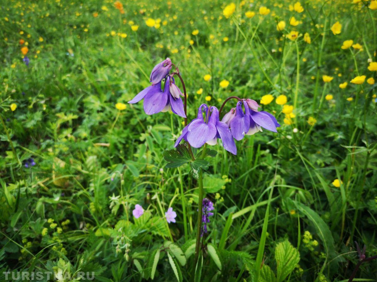 Аквилегия (Водосбор) на Алтае