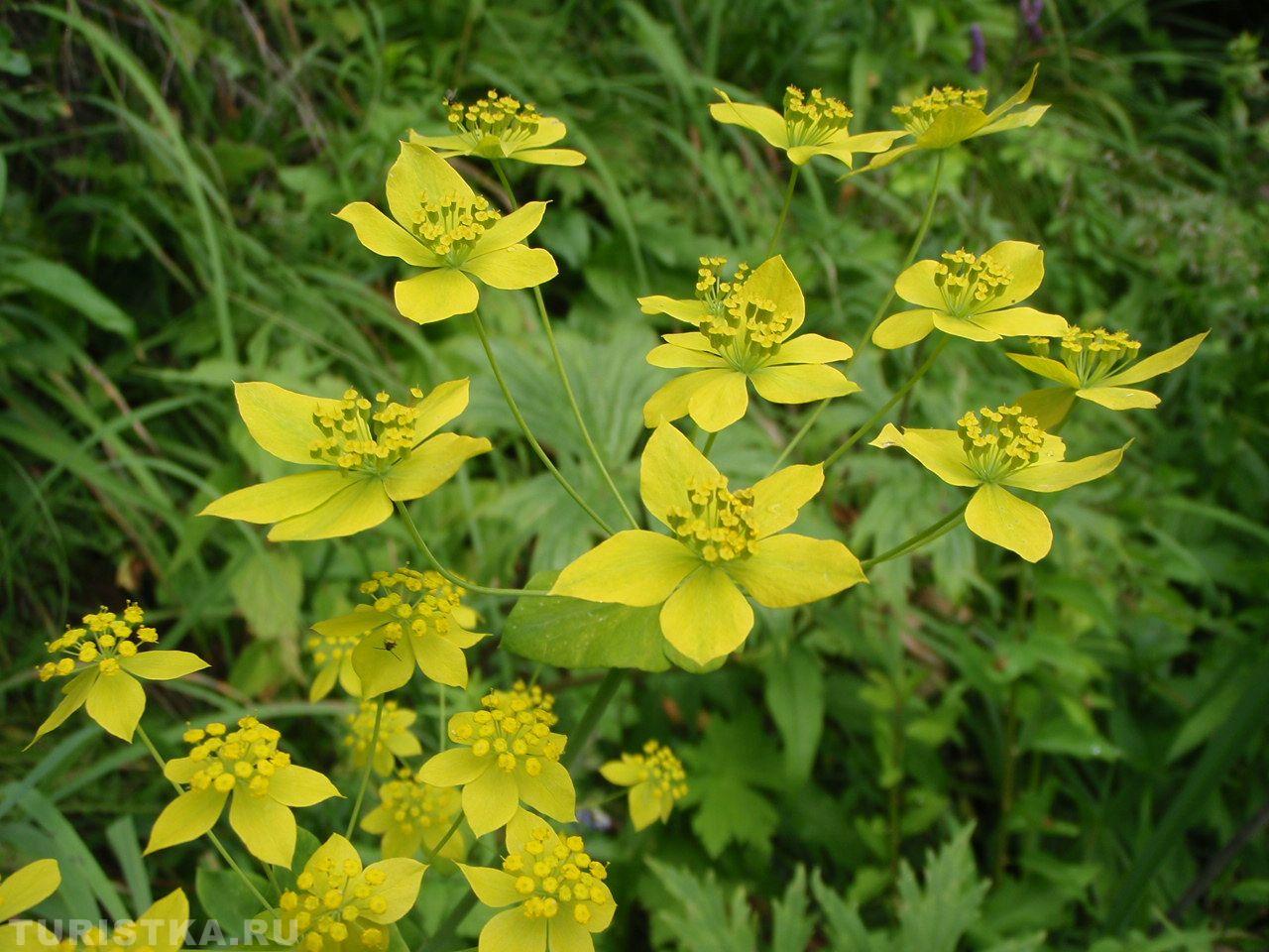 Володушка зоолотистая на Алтае