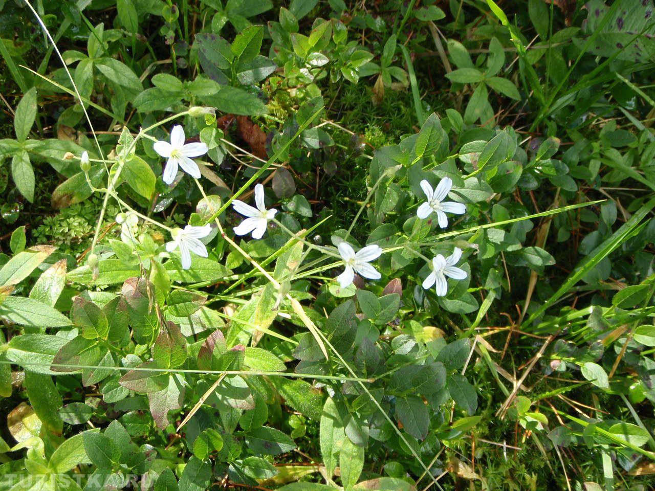 Ясколка малоцветковая