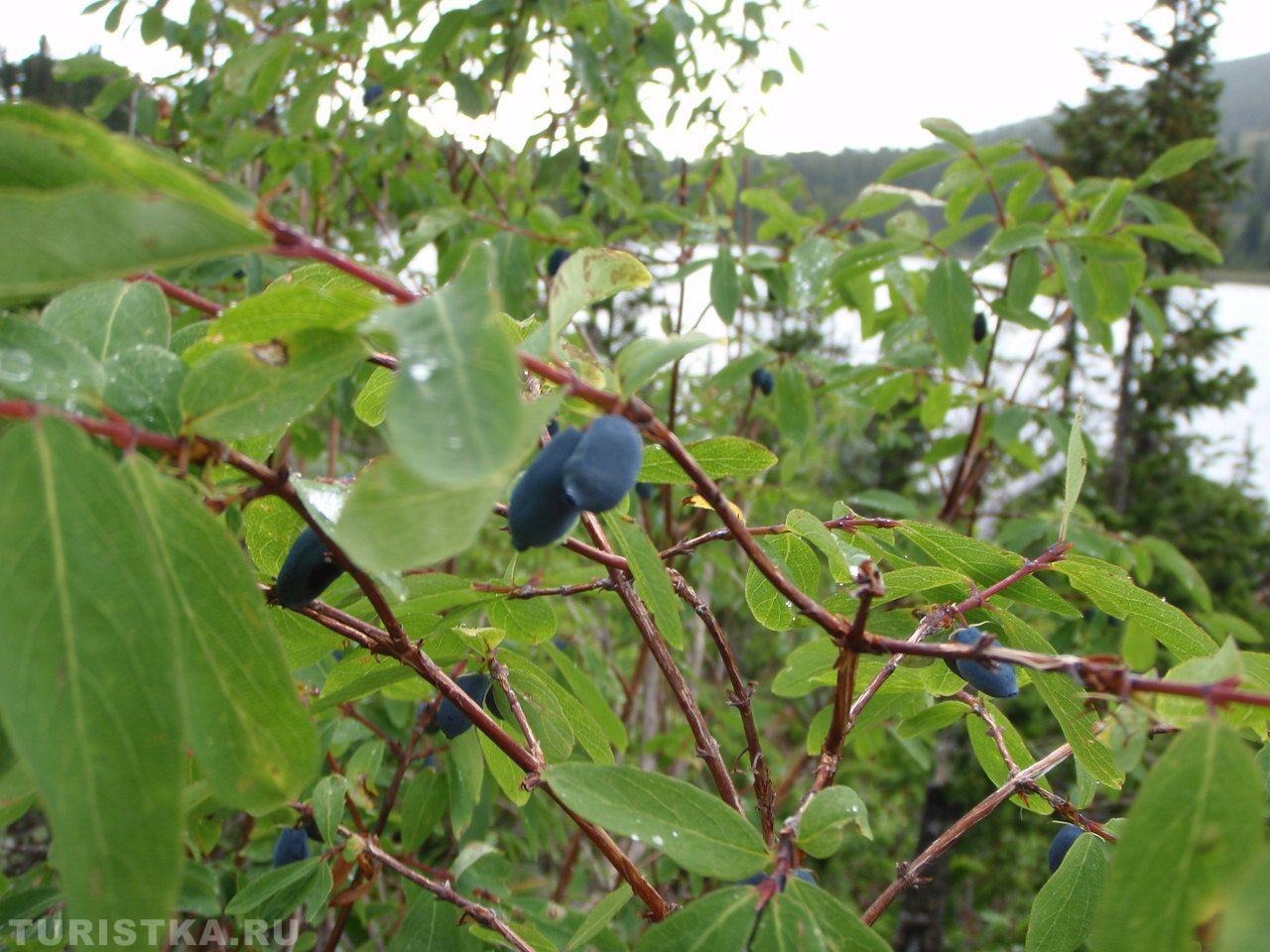 Жимолость на Алтае