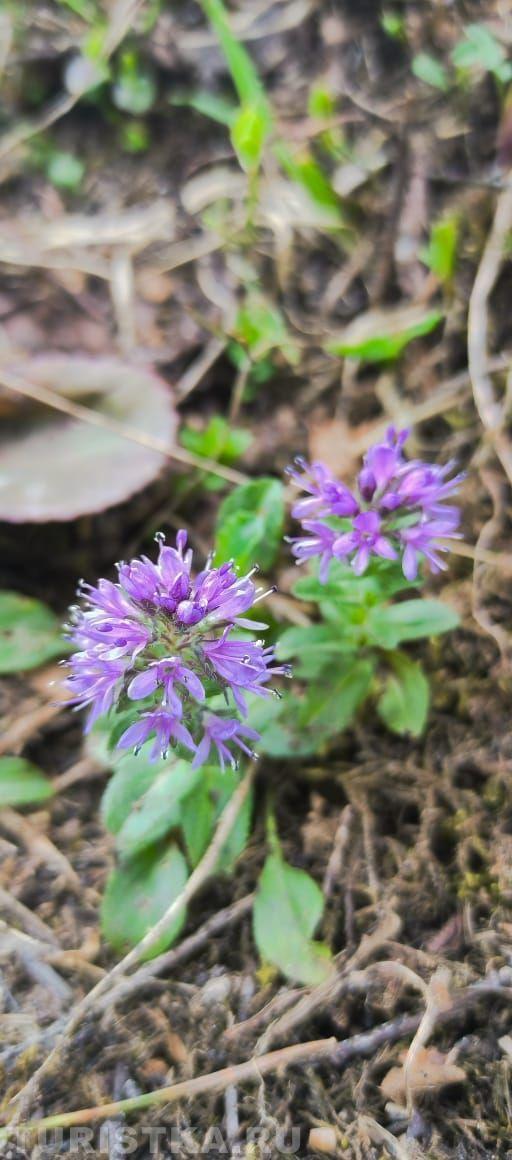 Зизифора на Алтае