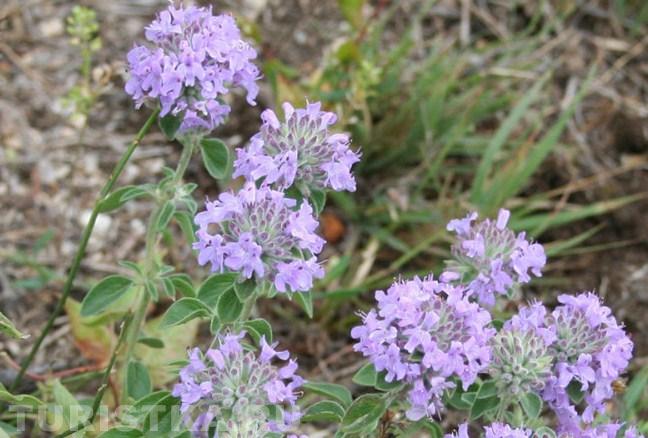 Зизифора на Алтае