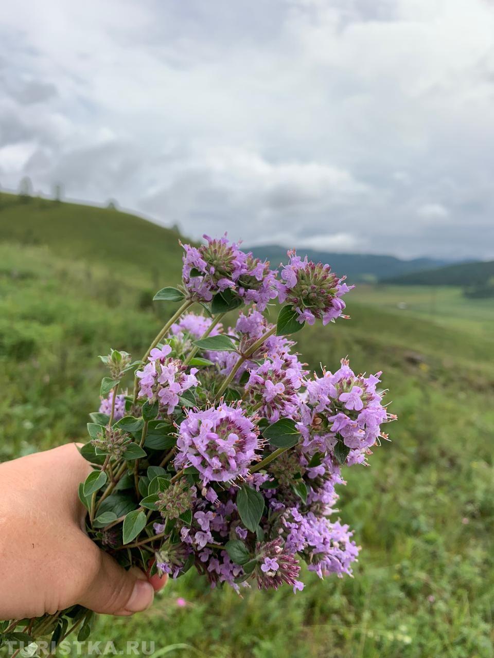 Зизифора на Алтае