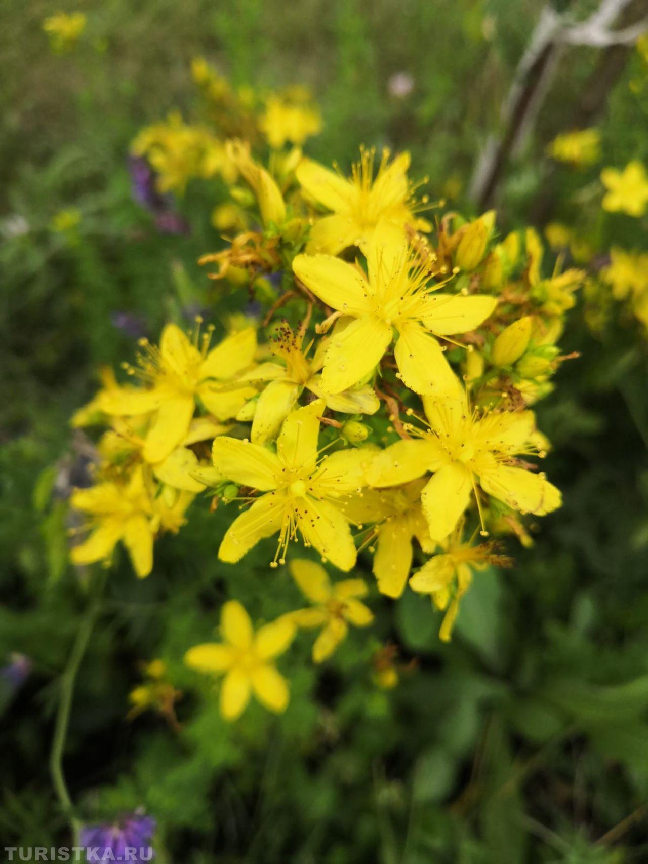 Зверобой на Алтае