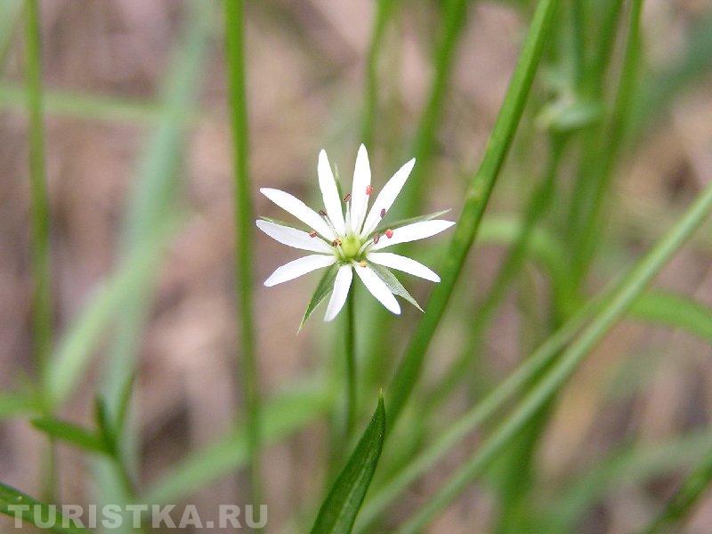 Звездчатка злаковая