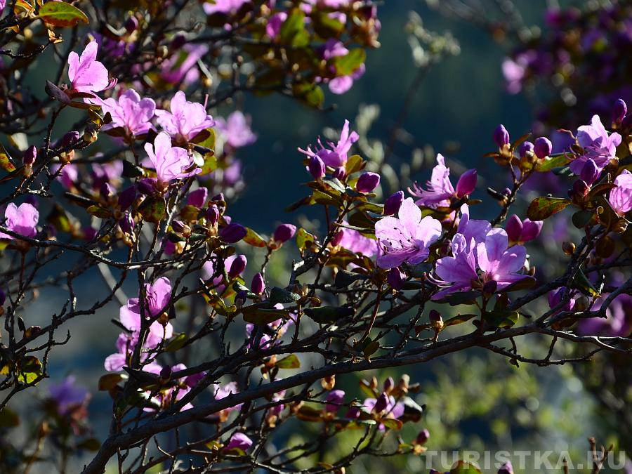 Цветение маральника, Чемальский район