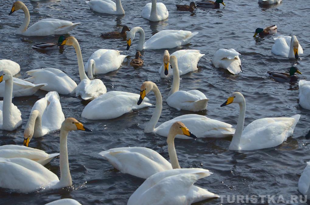 Лебединое озеро на Алтае