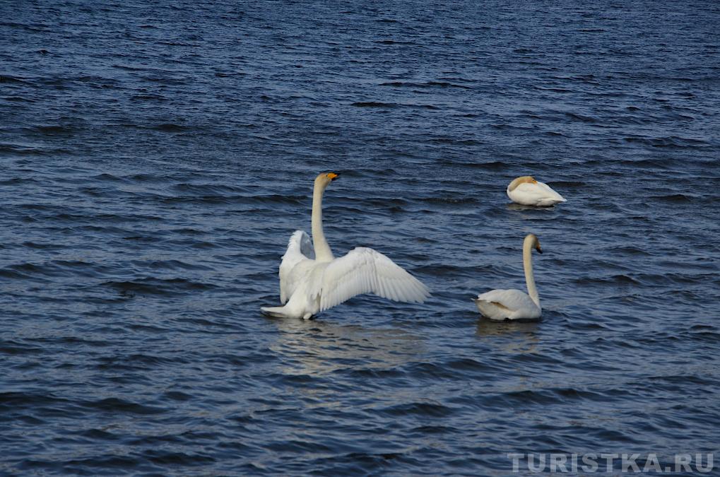 Лебединое озеро на Алтае