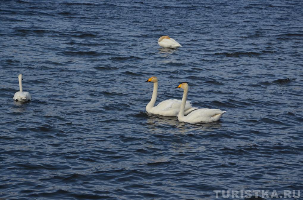 Лебединое озеро на Алтае