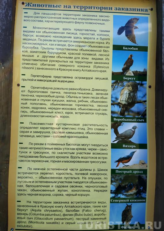 О животных на территории заказника Каскад водопадов на реке Шинок