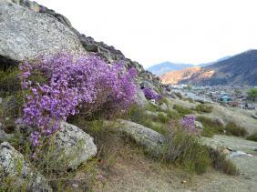 Отдых на Алтае : Цветение маральника около села Купчегень в Онгудайском районе