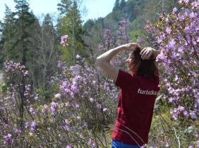 Отдых на Алтае : Цветение маральника