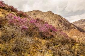 Отдых на Алтае : Цветение маральника, Онгудайский район
