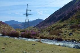 Горный Алтай : На въезде в село Купчегень, река Ильгумень и цветущий маральник