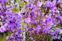Горный Алтай : Цветение маральника : Цветет маральник на Алтае 2015