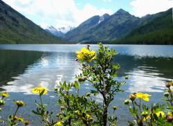 Горный Алтай : Мультинские озера : Курильский чай на Мультинских озерах