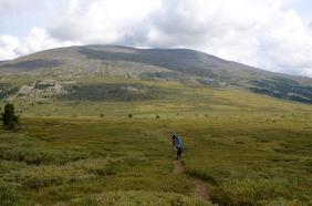 Отдых на Алтае : Что посмотреть на Семинском перевале : Гора Сарлык : Тропинка по долине среди карликовой березки