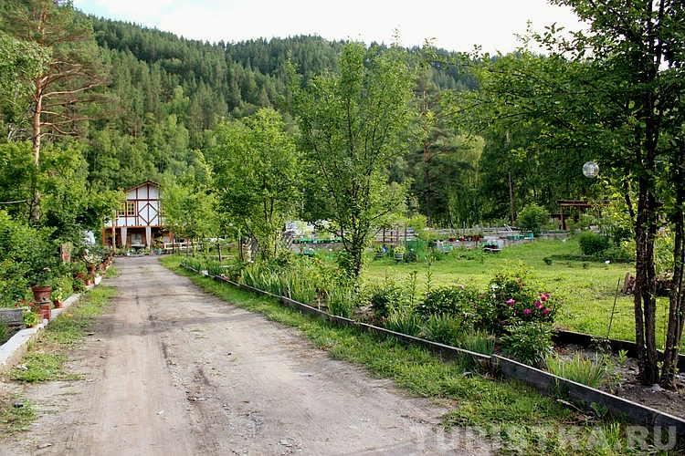 Сад пионов горный алтай фото