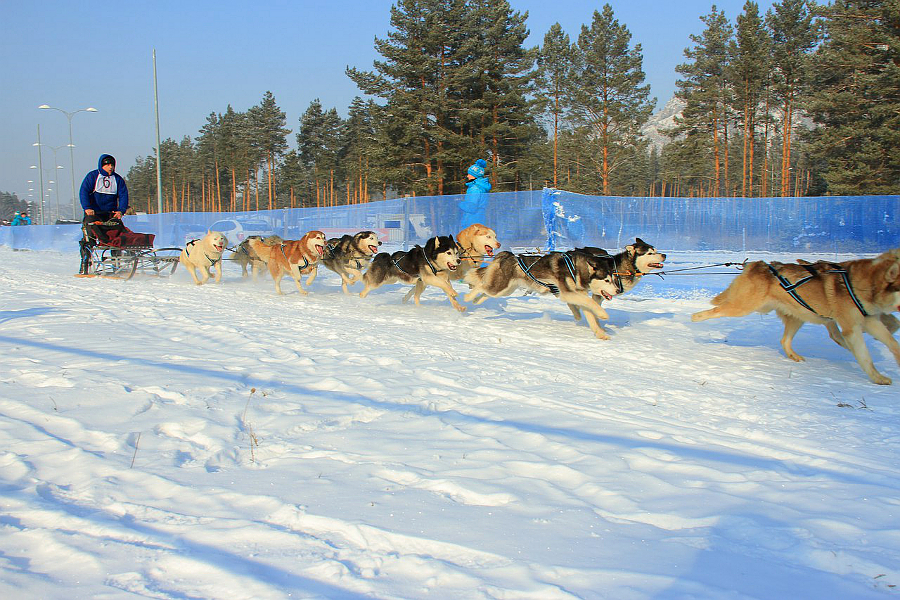 Андрей Зябрин, 50 км, 10-12 собак