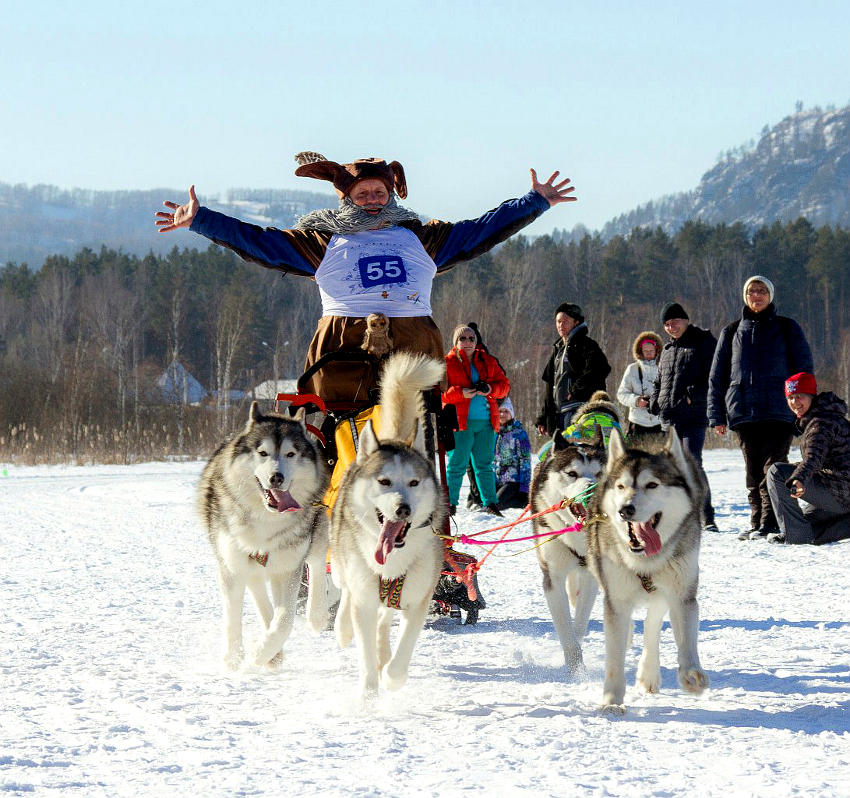 Соревнования на собачьих упряжках в Алтайском крае